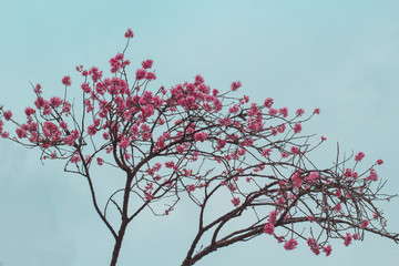As flores de uma cerejeira