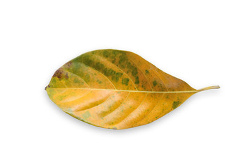 Jack fruit leaf on white background.