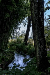 tree, spring, nature, green, branch, flower, leaf, plant, blossom, white, sky, leaves, apple, blue, flowers, garden, summer, season, cherry, bloom, blooming, branches, flora, growth, outdoors