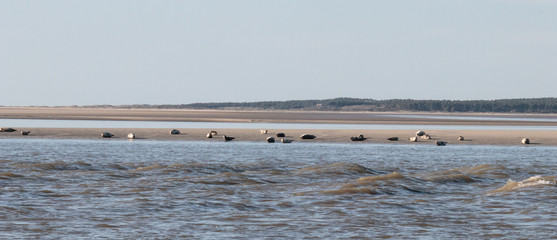 Phoques en baie de somme © PhilBon