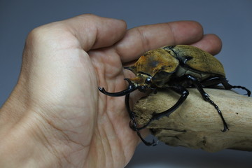 Beetle and hand comparison