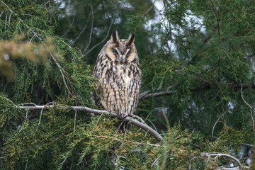Obraz premium The long-eared owl sitting on a conifer tree