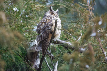 Obraz premium The long-eared owl sitting on a conifer tree