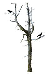 Realistic bare scary tree vector with birds.