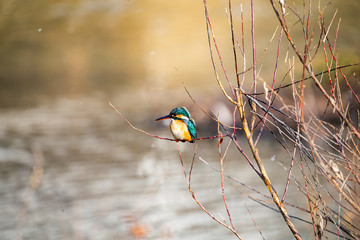 川の小枝に止まり、獲物をねらうカワセミ