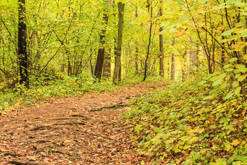 Obraz premium Autumn forest scenery with a path that goes deep into the forest