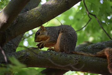 A fox squirrel ( Sciurus niger) eating nuts on a maple tree