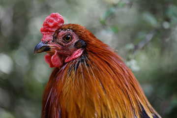Portrait of adult rooster on green background