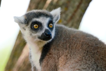 maki catta ( lémurien )