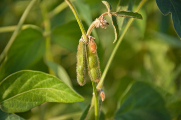 Pods of soybean on a soybean plant. Agricultural soybean plant. The stem of a soy plant on the soybean field.