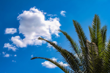 Background of blue sky with clouds and palm tree with fronds to one side - room for copy