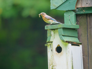 Eastern Bluebird