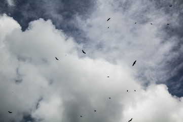 birds and birds