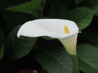 white flowers in the garden