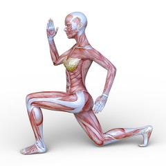 女性の人体模型