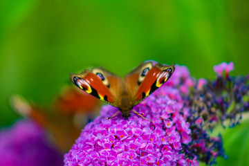 Schmetterling auf Sommerflieder