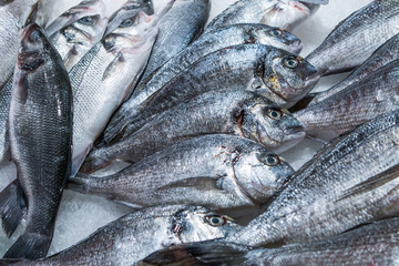Fish sale in market. Sea bream fish on ice.