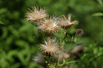Close-up of dried plants on the summer field
