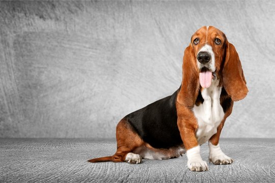 Cute Basset Hound dog on white background
