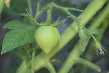 Fototapeta premium Tomate en Crecimiento