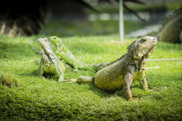 Close up of traditional animals in Guayaquil parks, the Iguana. This one is at Parque de las Iguanas