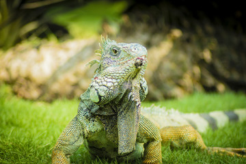 Close up of traditional animals in Guayaquil parks, the Iguana. This one is at Parque de las Iguanas