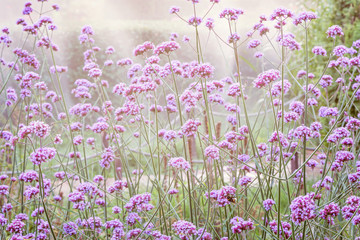Violet flowers on the meadow.