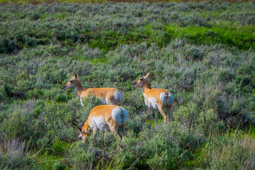 View of white-tailed family deers grazing the grass located in the Yellowstone National Park