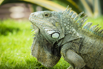 Close up of traditional animals in Guayaquil parks, the Iguana. This one is at Parque de las Iguanas