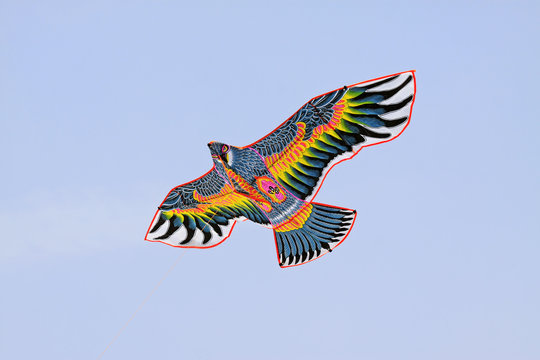 eagle modelling kite