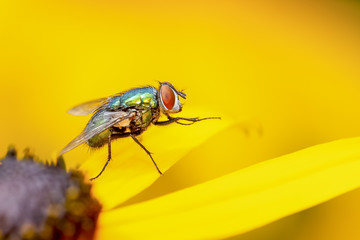 Fly on a yellow rudbeckia