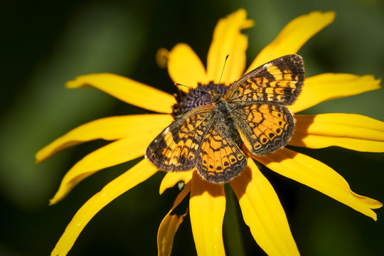 Northern crescent butterfly on a rudbeckia