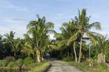 Fototapeta premium Palm Trees