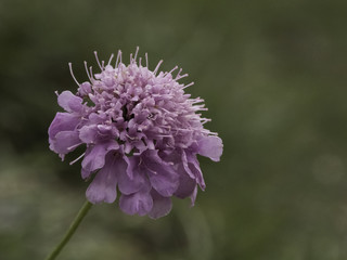 wild purple flower