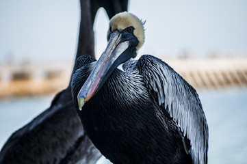 Bald Pelican