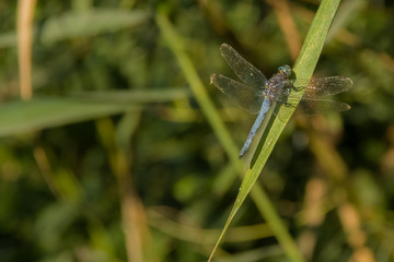 blue dragonfly in the meadow