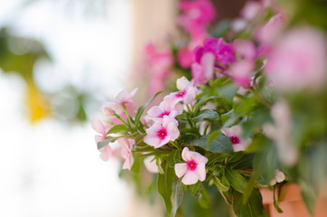 small purple and pink flowers