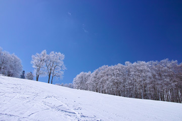 霧氷とゲレンデ

