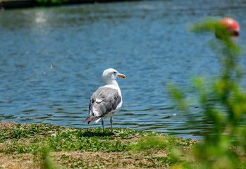 Bird Looking
