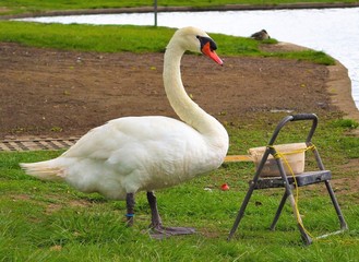 Swan