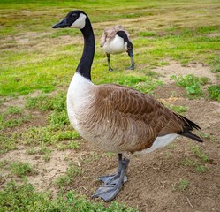 Goose