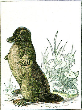 Ornithorynque paradoxical, vintage engraving.