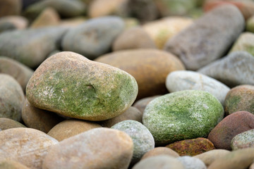 Circle rocks with green spores.