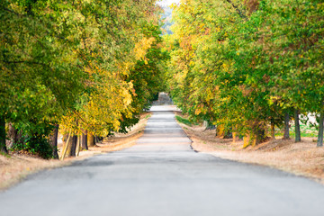 empty asphalt long road with trees