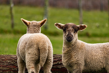 Obraz premium cordero joven