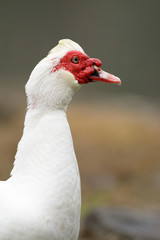 Close up view of muscovy duck