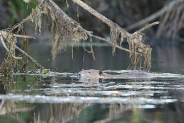 Beaver swimming in water