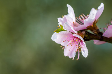 Detail of a beautiful blooming tree in a spring