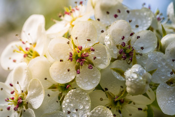 Fototapeta na wymiar The apple tree in springtime in bloom