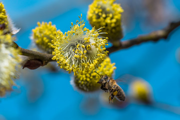 A hard working European honey bee pollinating a yellow flower in a spring